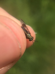 Chrysops univittatus