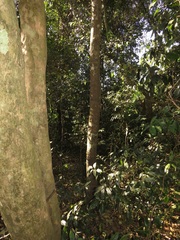 Cryptocarya myrtifolia