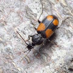 Panagaeus bipustulatus
