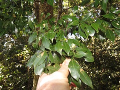 Cryptocarya myrtifolia