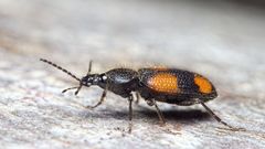 Panagaeus bipustulatus