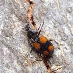 Panagaeus bipustulatus