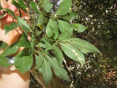 Cryptocarya myrtifolia