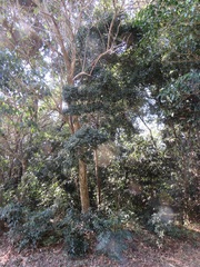 Cryptocarya myrtifolia