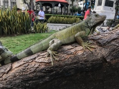 Iguana iguana