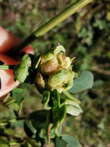 Dasineura coronillae