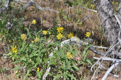 Helianthus cusickii