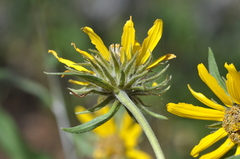 Helianthus cusickii