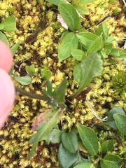 Packera pauciflora
