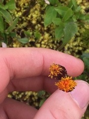 Packera pauciflora