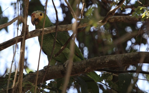 Red-lored Amazon (Amazona autumnalis)