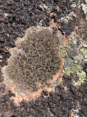 Protoparmelia badia