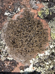Protoparmelia badia