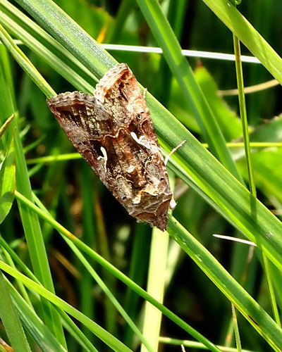 Gaminis žvilgūnas nuotrauka