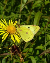 Colias hyale