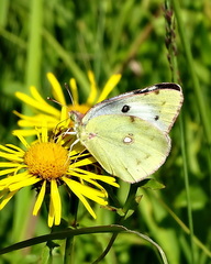 Colias hyale