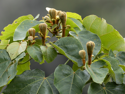 Ochroma pyramidale - Whole tree
