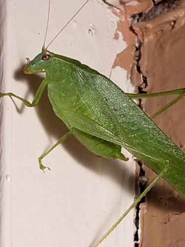 Modest Katydid photo 3