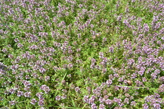 Serpyllum