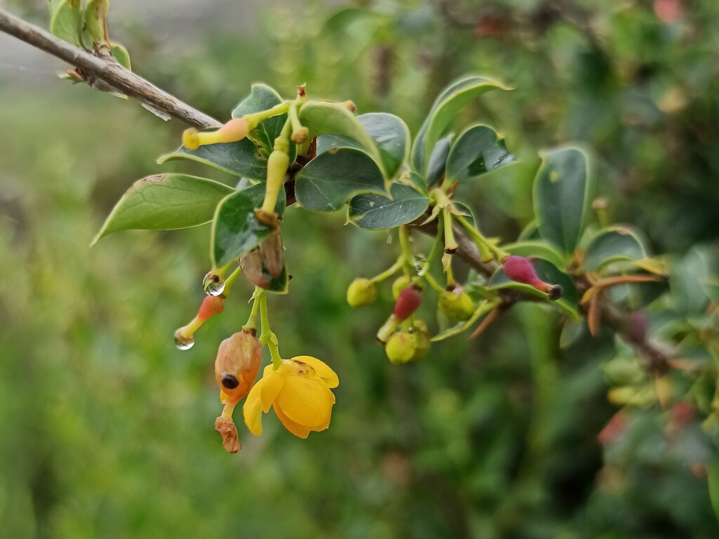 Berberis andeana (Berberis andeana)