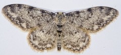 Idaea contiguaria