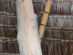Hemidactylus platycephalus