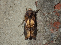 Argyrogramma verruca