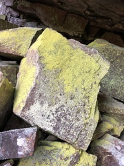 Chrysothrix chlorina