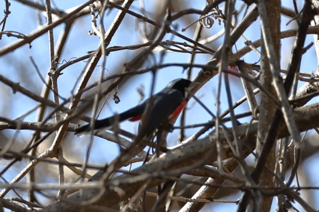 Red-breasted Chat (Granatellus venustus), photo 2