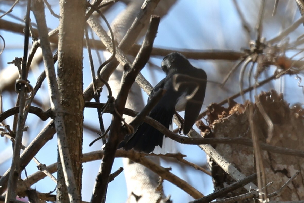 Red-breasted Chat (Granatellus venustus), photo 3