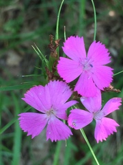 Dianthus balbisii