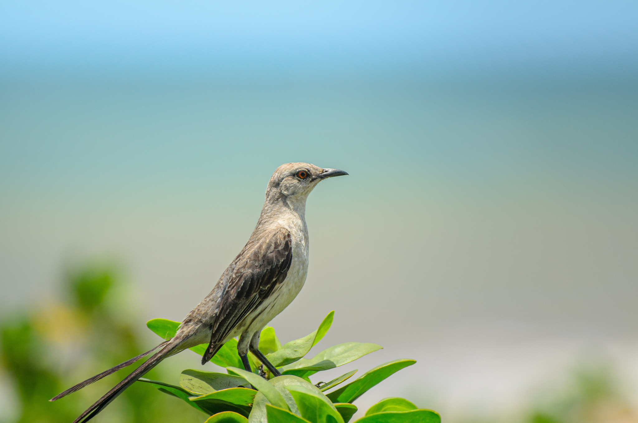 Tropical Mockingbird illustration