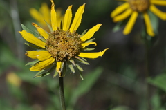Helianthus cusickii