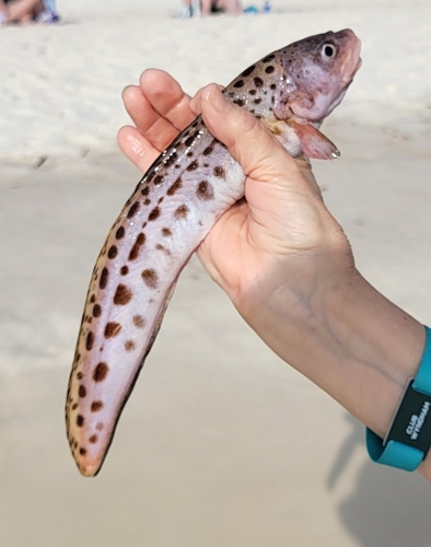 Blotched cusk-eel (Ophidion grayi) — Ophidiidae