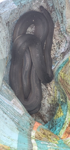 Water Python sighting