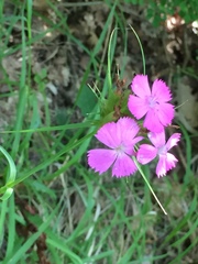 Dianthus balbisii