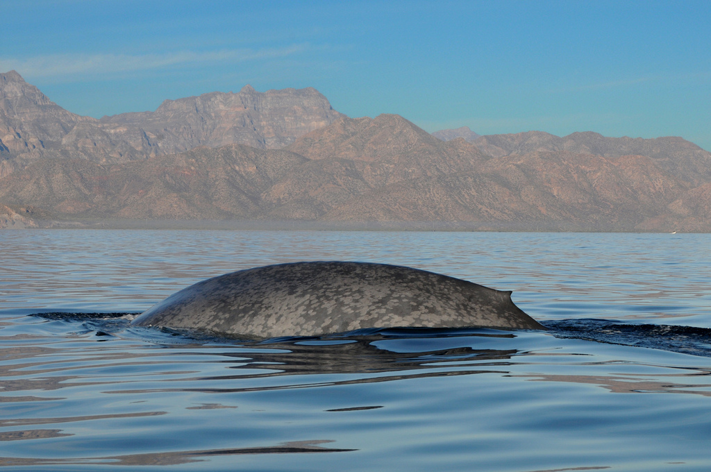 Mottled back of a blue whale in calm water