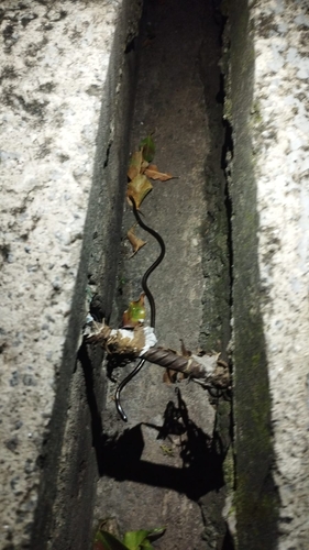 Ternetz's Blind Snake