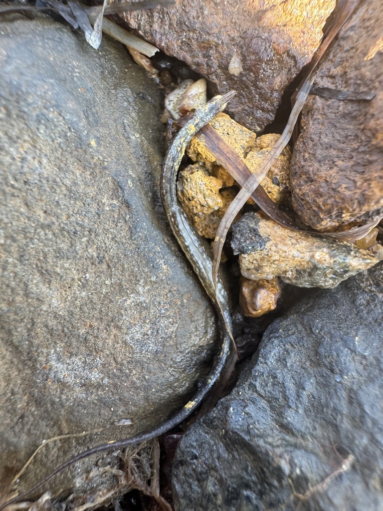Tail-brooding Pipefishes from Western Port Ward, Corinella, VIC, AU on ...