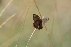 Cercyonis sthenele