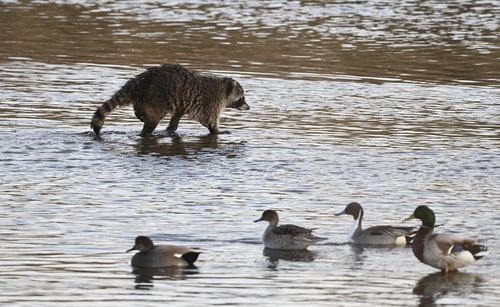 Common Raccoon photographed in Nevada
