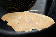 Scopula irrorata