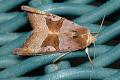 Phlogophora wollastoni