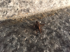 Loxoblemmus arietulus