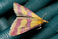 Pyrausta sanguinalis