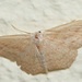 Scopula irrorata - Photo (c) jkt, some rights reserved (CC BY-NC), uploaded by jkt