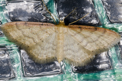 Idaea humiliata