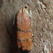 Filbertworm Moth - Photo (c) John P Friel, some rights reserved (CC BY), uploaded by John P Friel