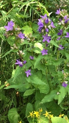 Campanula trachelium