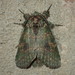 Wavy-lined Prominent - Photo (c) John P Friel, some rights reserved (CC BY), uploaded by John P Friel